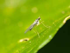 Empidoidea