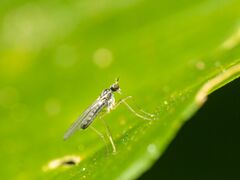 Empidoidea