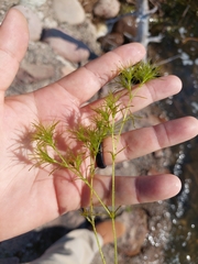 Najas flexilis
