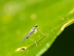 Empidoidea