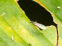 Empidoidea