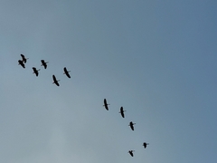 Dendrocygna autumnalis