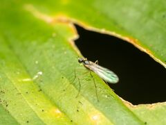 Empidoidea