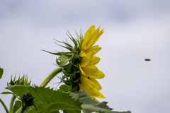 Helianthus giganteus