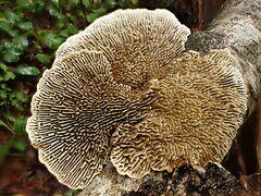 Trametes betulina