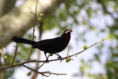 Ramphocelus carbo