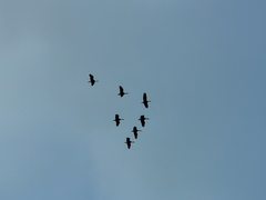 Dendrocygna autumnalis