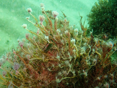 Tubulariidae