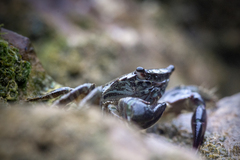 Pachygrapsus marmoratus