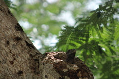 Ctenosaura similis