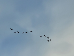 Dendrocygna autumnalis