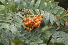 Sorbus