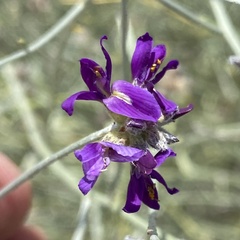 Psorothamnus scoparius