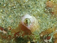 Paraconcavus pacificus