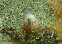 Paraconcavus pacificus