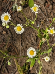 Erigeron