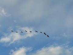 Dendrocygna autumnalis