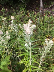 Anaphalis margaritacea