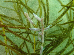 Jellyella tuberculata