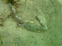 Achelous xantusii