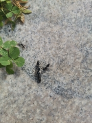 Camponotus japonicus