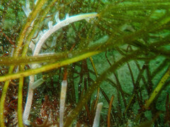 Jellyella tuberculata