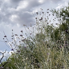 Psorothamnus scoparius