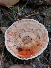 Hydnellum aurantiacum