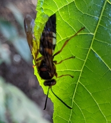 Sphecius speciosus