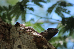 Ctenosaura similis