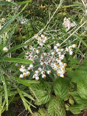 Anaphalis margaritacea