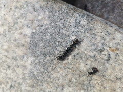 Camponotus japonicus