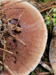 Hydnellum aurantiacum