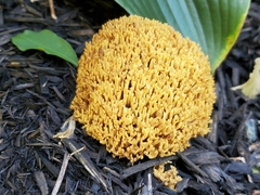 Ramaria flava