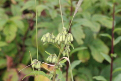 Nabalus trifoliolatus