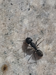 Camponotus japonicus