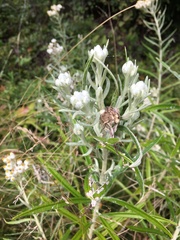 Anaphalis margaritacea