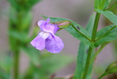 Mimulus ringens