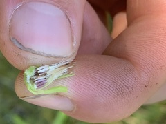 Symphyotrichum boreale