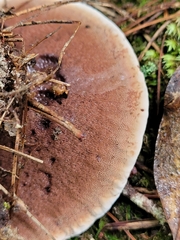 Hydnellum aurantiacum