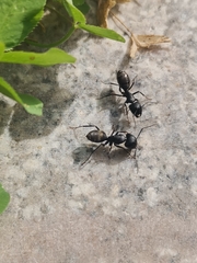 Camponotus japonicus