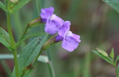 Mimulus ringens