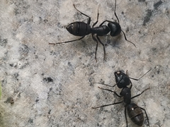 Camponotus japonicus