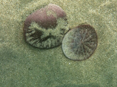 Dendraster excentricus