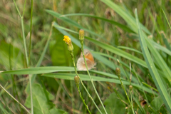 Coenonympha california