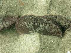 Dendraster excentricus