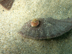 Dendraster excentricus