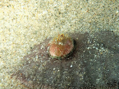 Paraconcavus pacificus