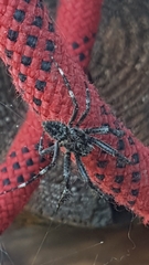 Araneus saevus