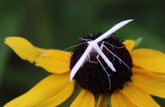 Hellinsia homodactylus